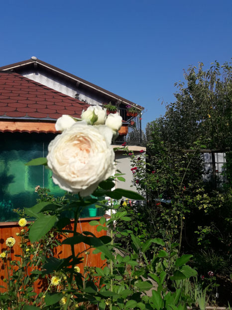  - Herzogin Christina