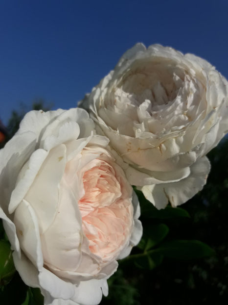  - Herzogin Christina