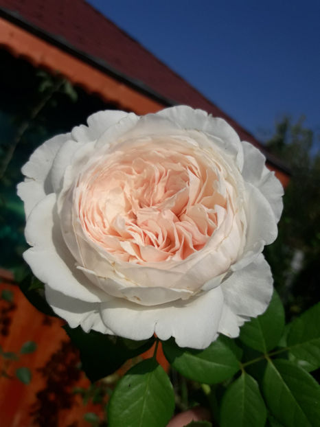  - Herzogin Christina