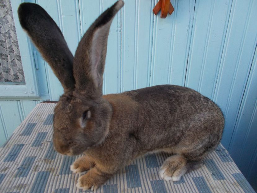 7,5 luni - MASCUL 1 GRI 96 P