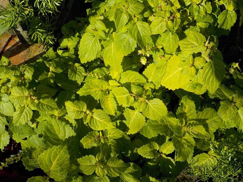  - coleus
