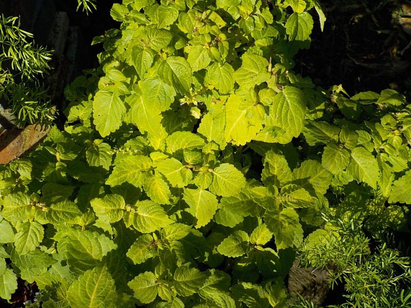  - coleus