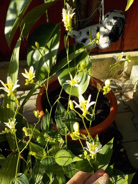  - tricyrtis golden festival