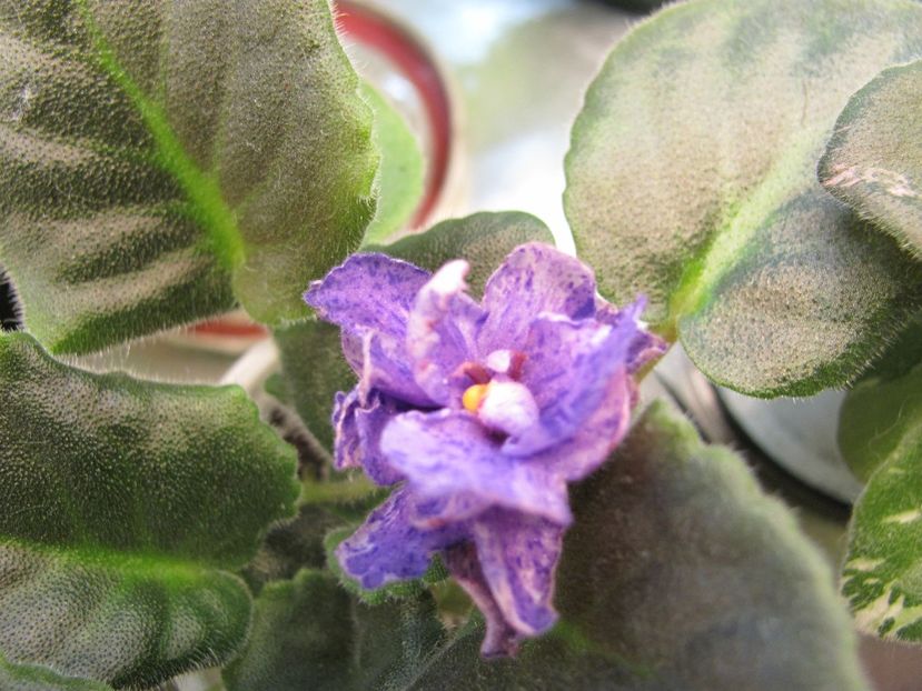  - ZZZSharlene Nostalgie