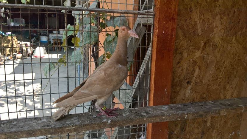 f.2017 - achizitii 2016 2024