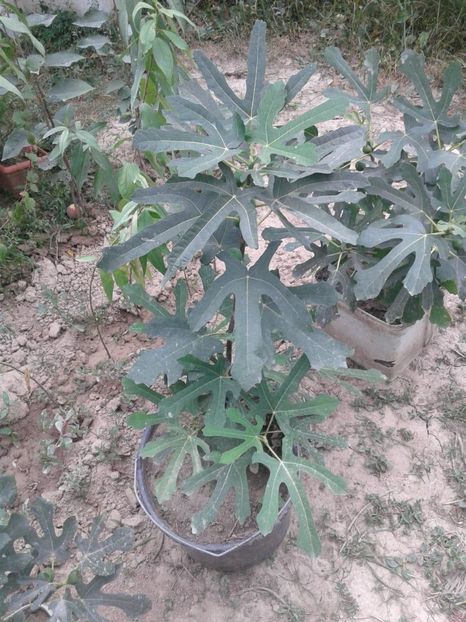 smochin pe rod, - w Produse livrate