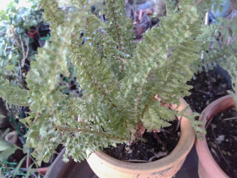 feriga creata pitica - w Produse livrate