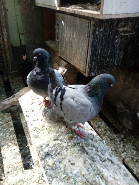 Pereche 2015-160+Tp. - De Vanzare