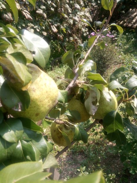  - Pomi de la nea Sorel