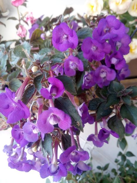  - Violaceea semiplena