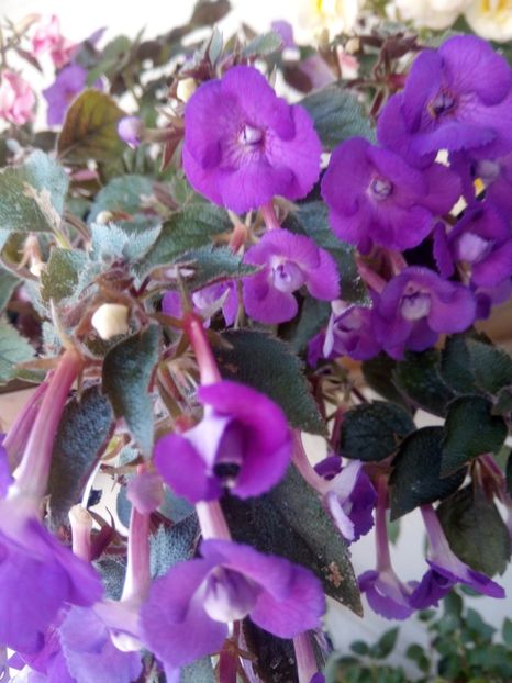  - Violaceea semiplena