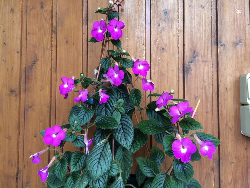 2.09.2018 - Patents Major