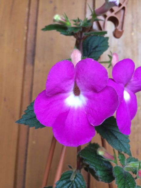 2.09.2018 - Patents Major