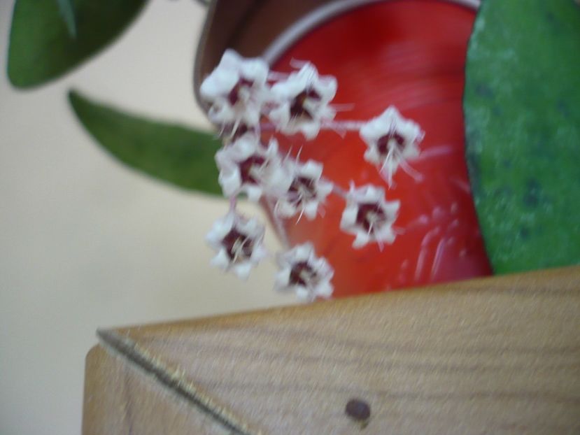 02.09.2018 - HOYA 2018-2