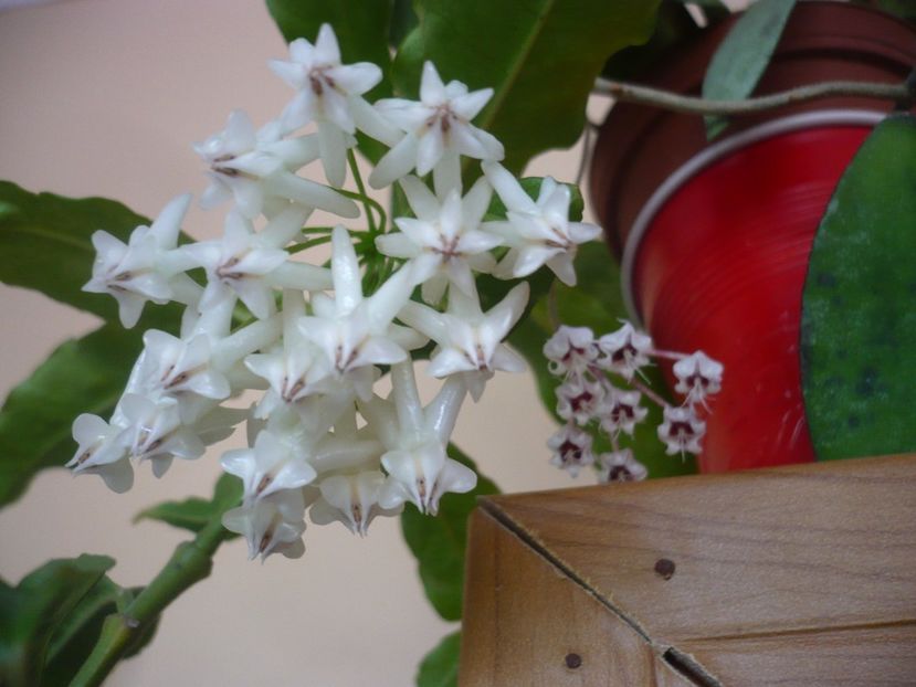 P1390958 - HOYA 2018-2