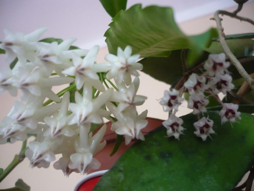 P1390960 - HOYA 2018-2