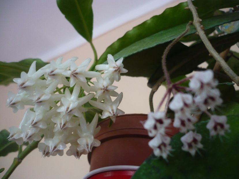 P1390961 - HOYA 2018-2