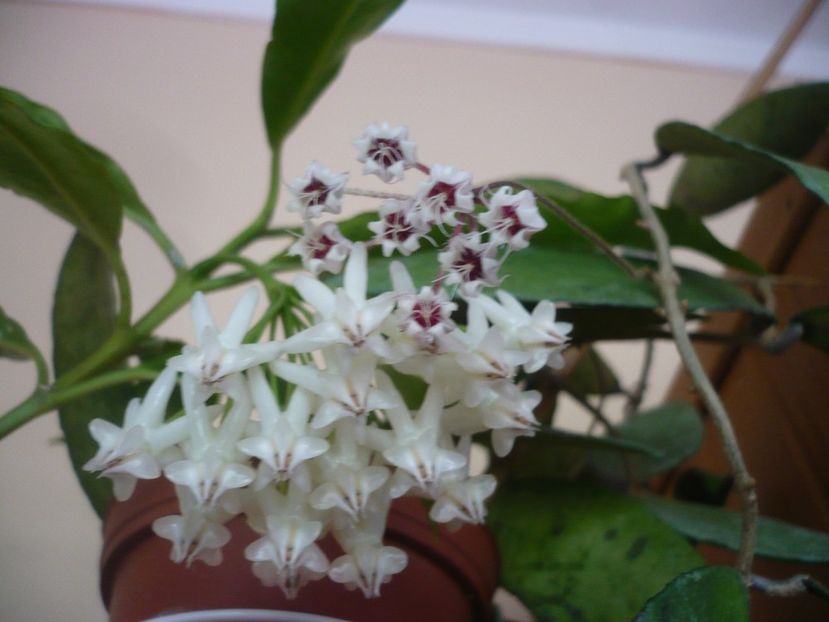 P1390963 - HOYA 2018-2