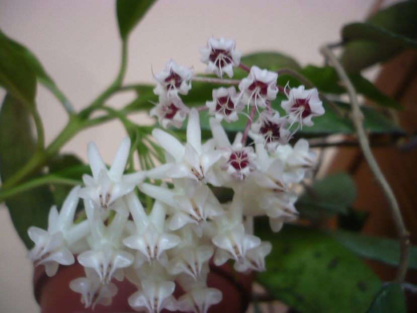 P1390965 - HOYA 2018-2