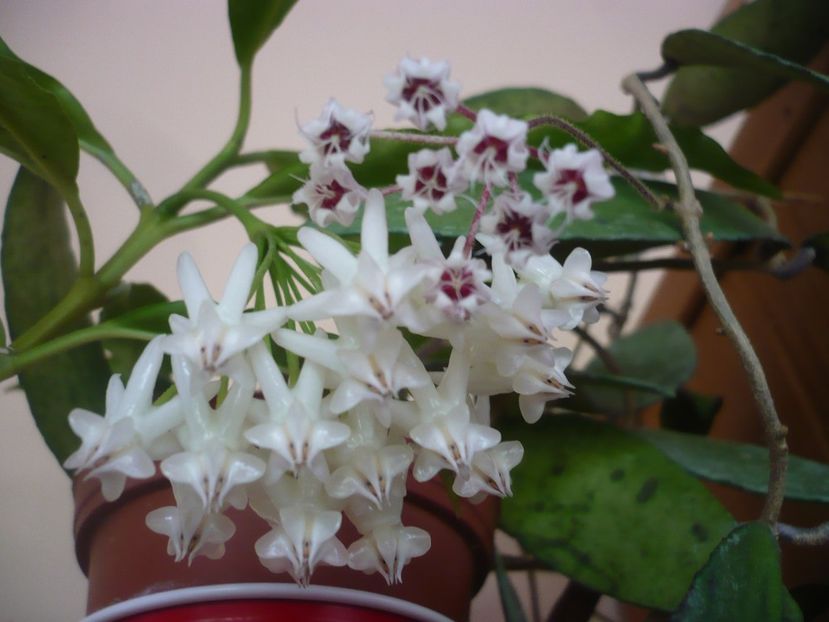 P1390966 - HOYA 2018-2