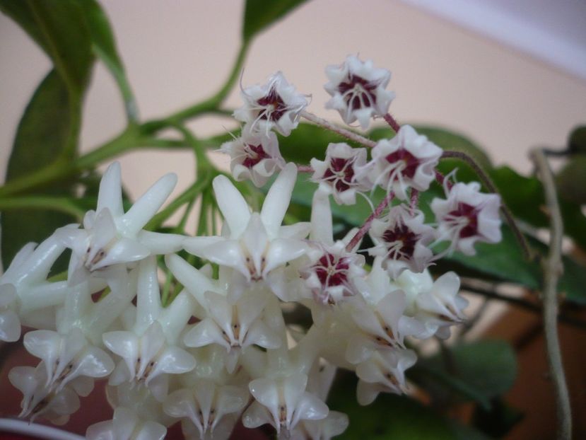 P1390967 - HOYA 2018-2