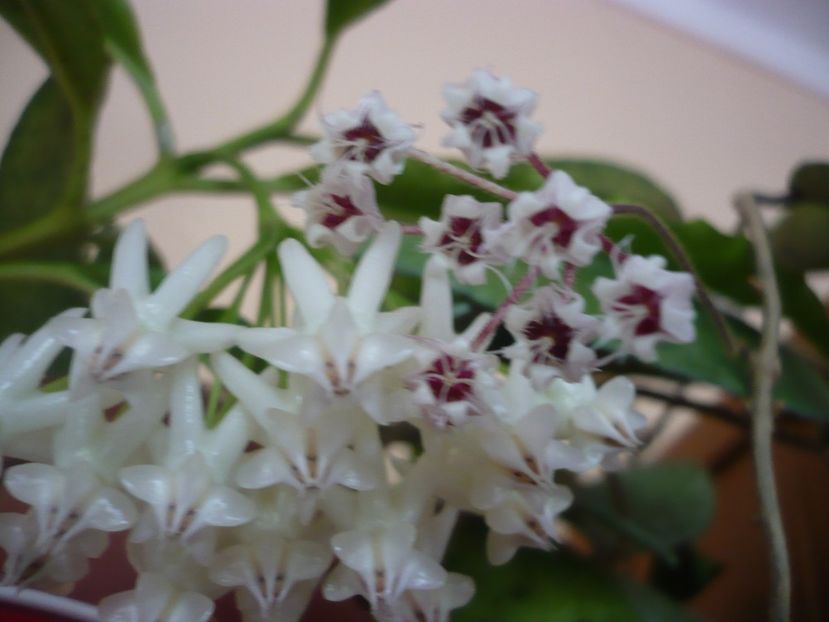 P1390968 - HOYA 2018-2