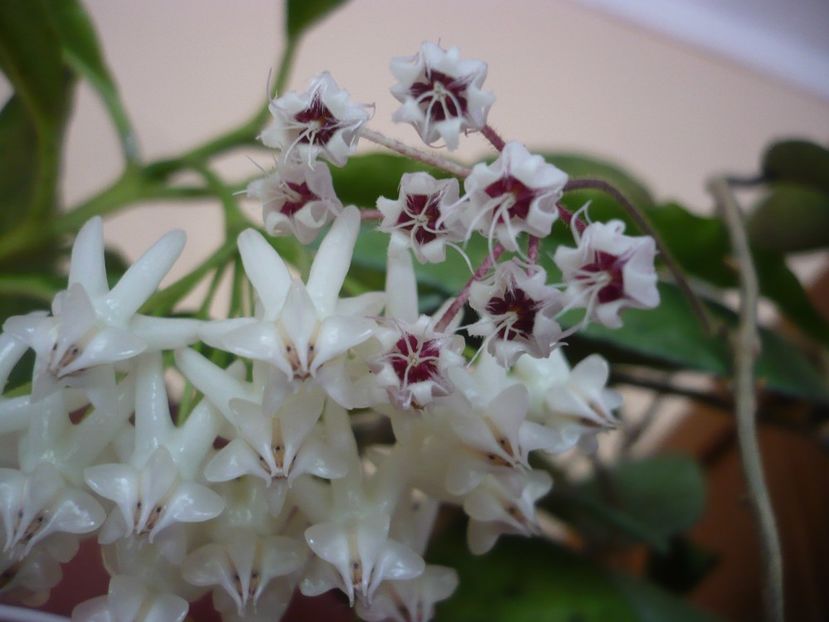 P1390969 - HOYA 2018-2