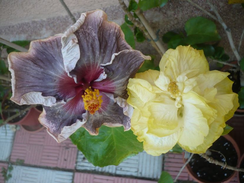 P1390932 - HIBISCUSI 2018-4