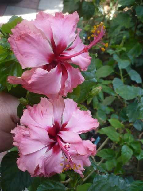 02.09.2018 - HIBISCUSI 2018-4