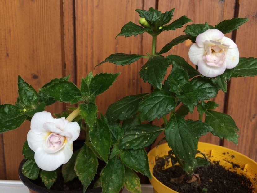 Kitty E.& Alaska Dream - Comparații