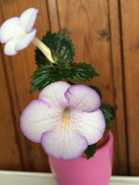 Morning D. - Achimenes 2018