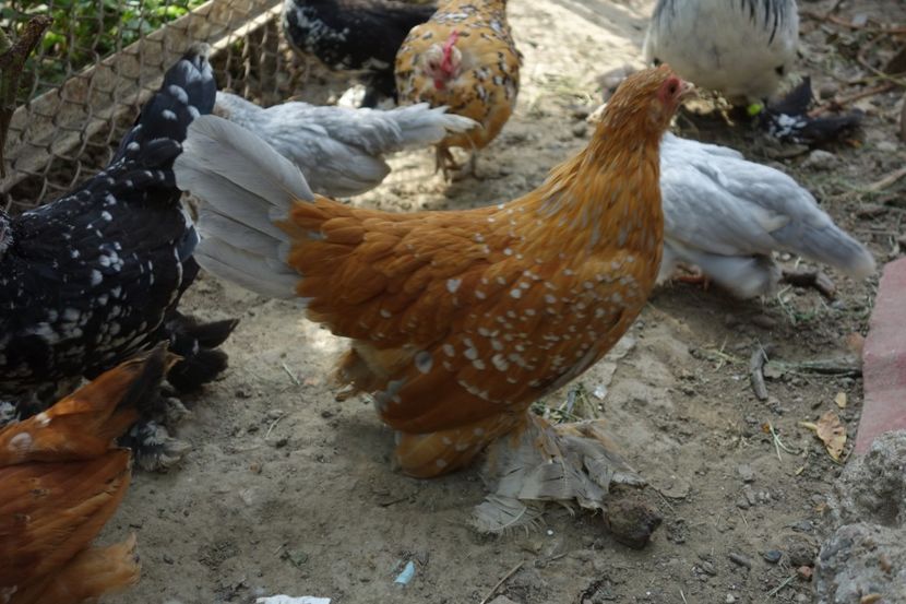  - G - Mii de flori 2018 B