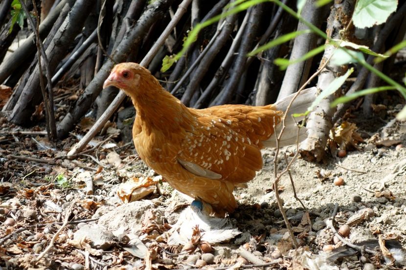  - G - Mii de flori 2018 B