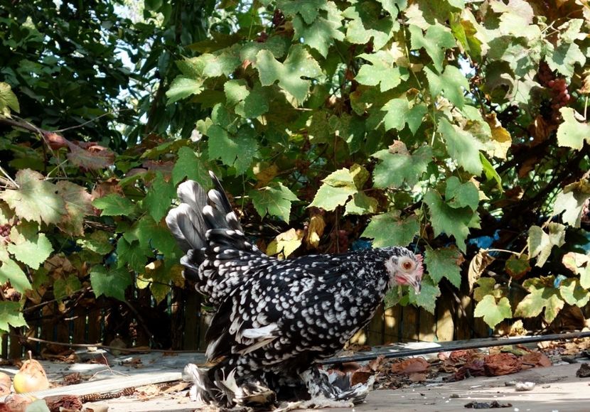 150  lei - G - Mii de flori 2018 B