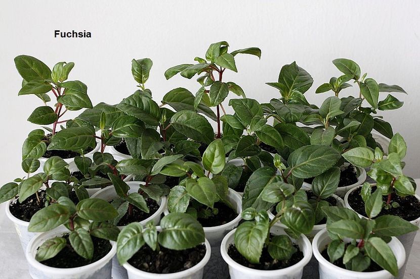 26.05.18 - 3 Inradacinare varfuri