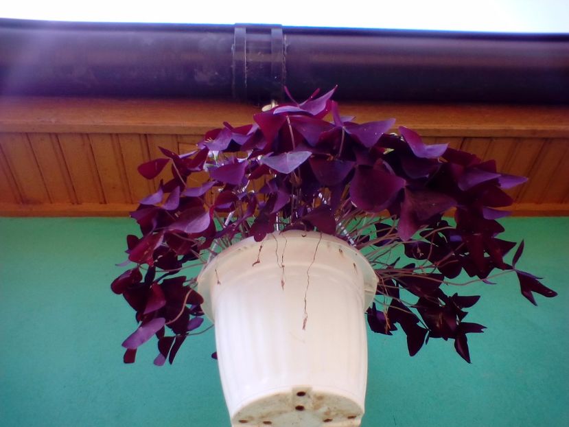  - Oxalis triangularis