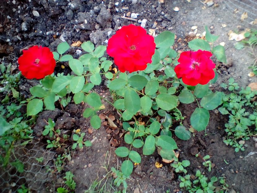 02 09 2018 - Lavaglut