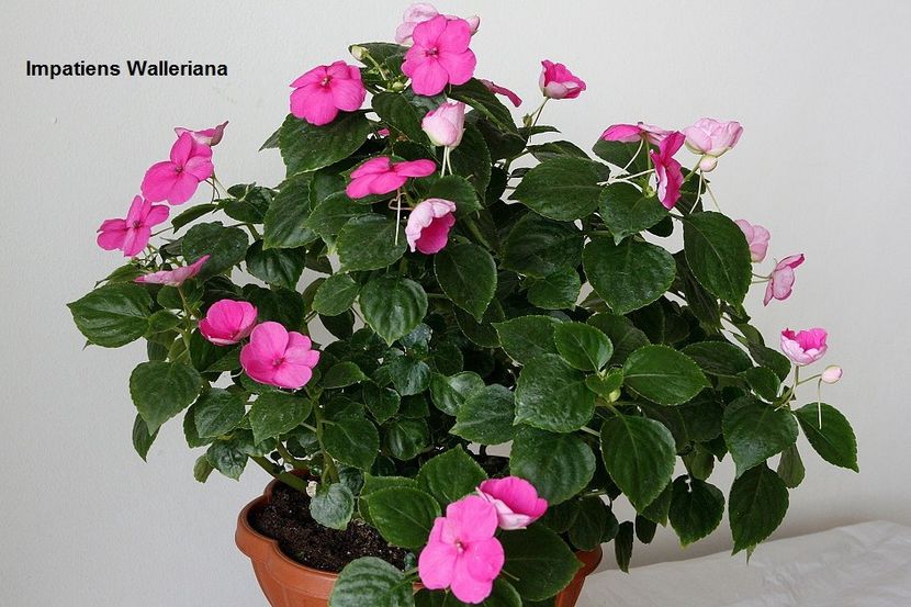  - 05 Impatiens- revigorare toamna