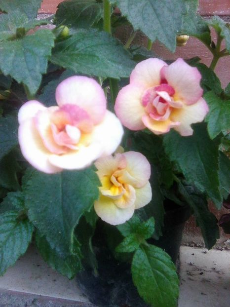 Photo0030 - Achimenes 2018