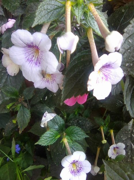 Photo0037 - Achimenes 2018