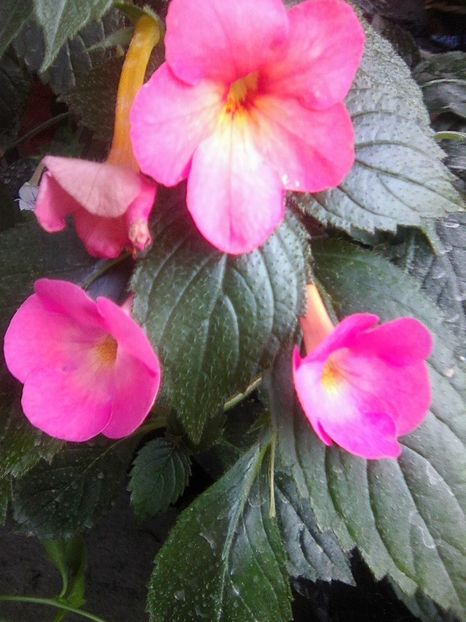 Photo0038 - Achimenes 2018