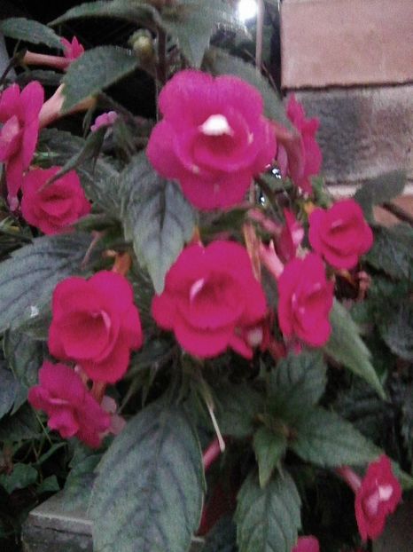 Photo0049 - Achimenes 2018