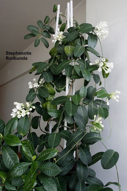 ... vine toamna - 03 Iasomii si altele