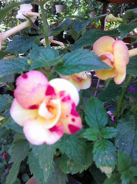 Photo0076 - Achimenes 2018