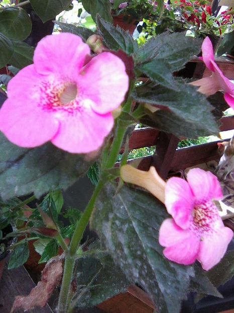 Photo0075 - Achimenes 2018