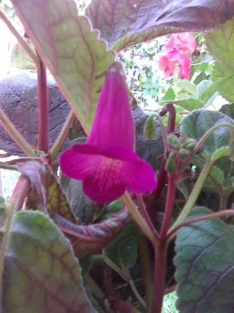 Photo0077 - Achimenes 2018