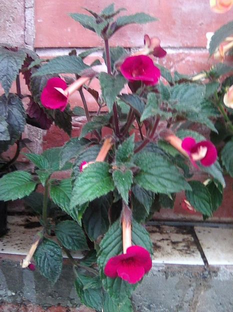 Photo0080 - Achimenes 2018