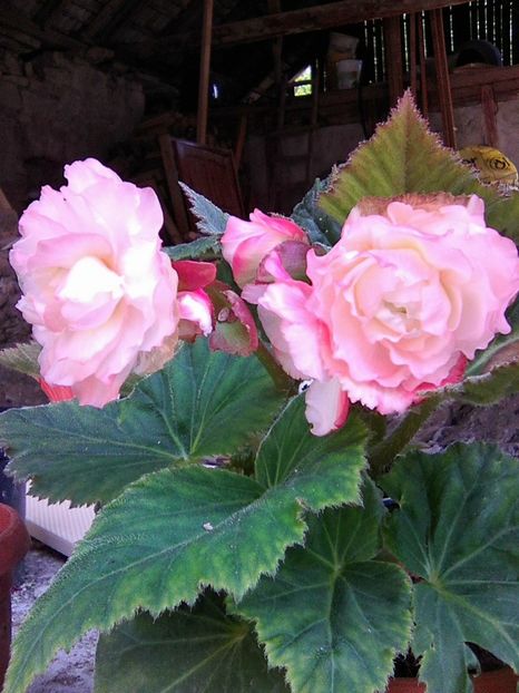 Photo0085 - Begonii 2018