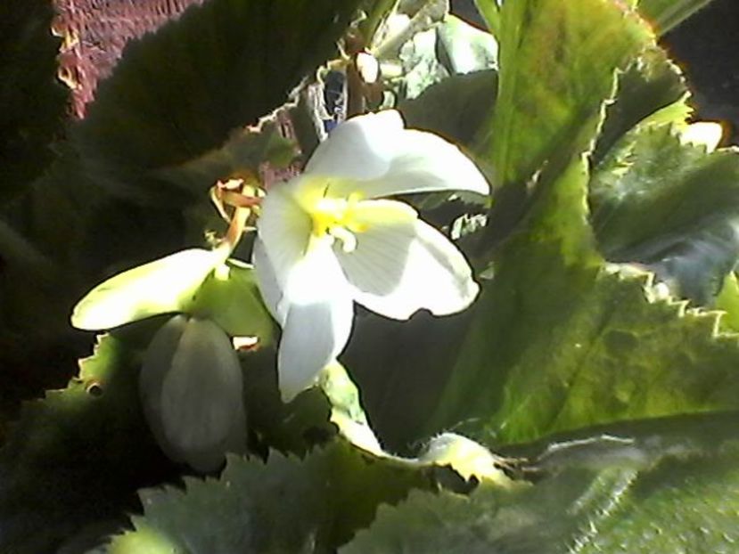 Photo1757 - Begonii 2018