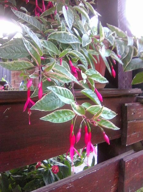 Photo0033 - Fuchsia 2018